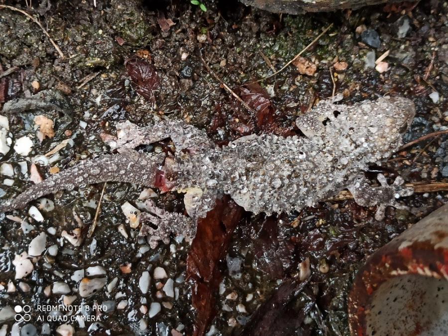 La tarente de Mauritanie (Le gecko) à Fayet (1)