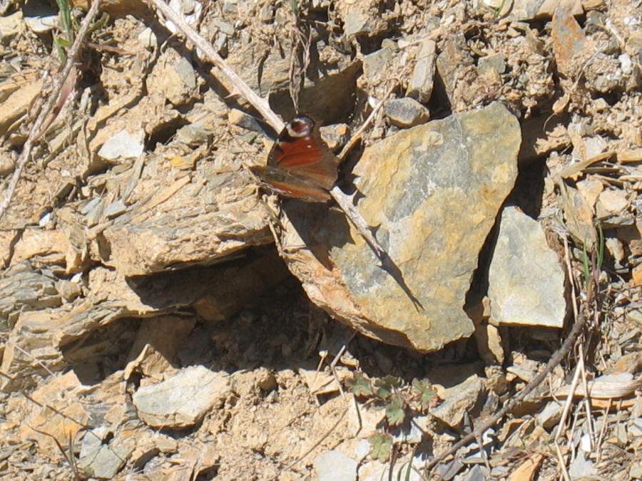 Un papillion à Fayet (22)