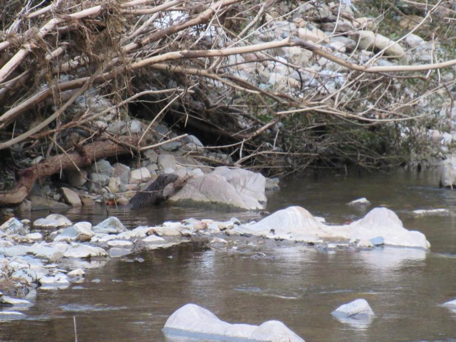 Une loutre à Laroque (35)