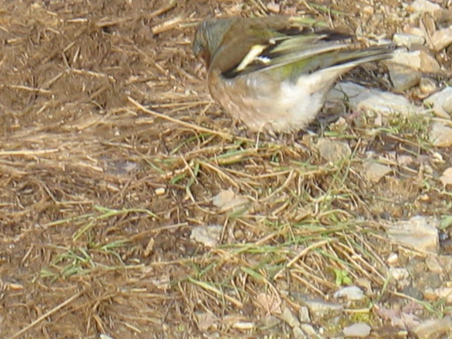 Une mesange à Fayet (16)