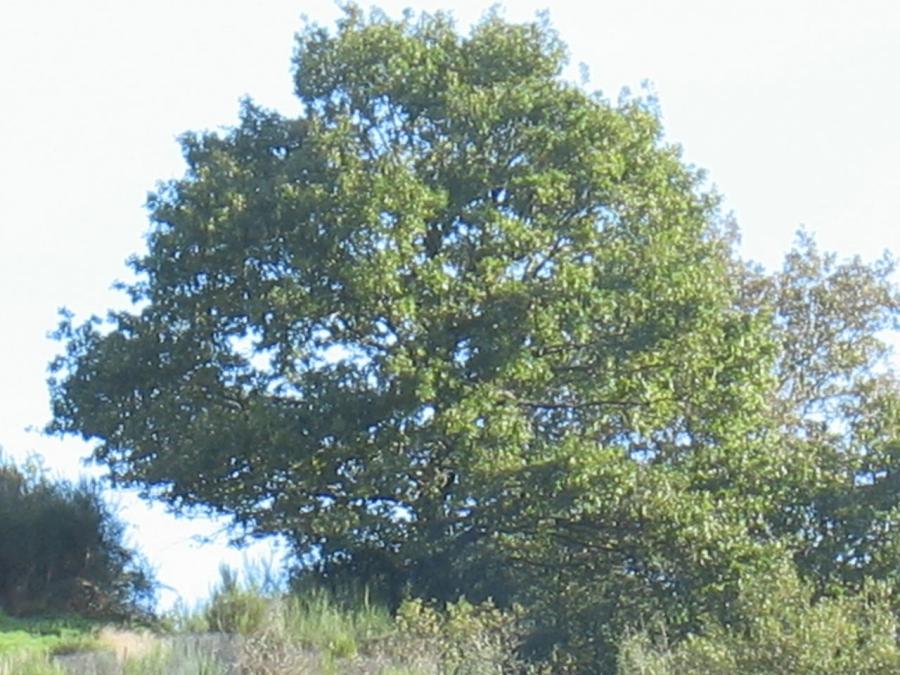 Un arbre à Laroque (67)